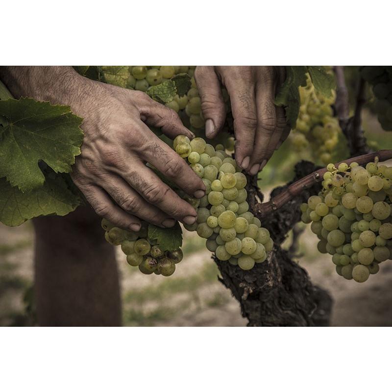 コスミック・ヴィニャテーズ パッション 2019／CELLER COSMIC VINYATERS PASSION |  | 11