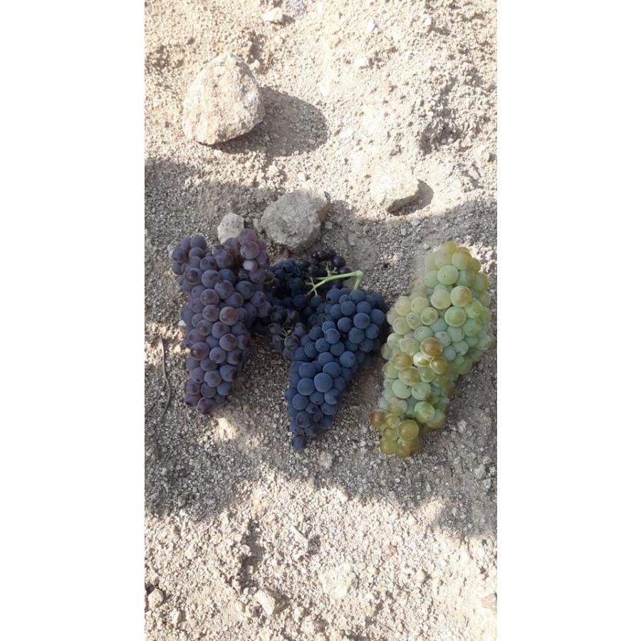 コスミック・ヴィニャテーズ パッション 2019／CELLER COSMIC VINYATERS PASSION |  | 14