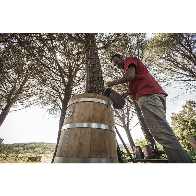 コスミック・ヴィニャテーズ パッション 2019／CELLER COSMIC VINYATERS PASSION |  | 03