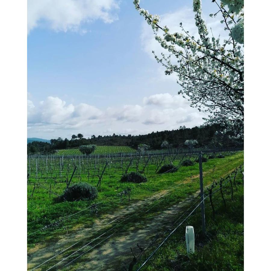 フォリアス・デ・バコ　 ウィヴォ　アンフォラ　2021／UIVO CURTIDO　2021 |  | 06