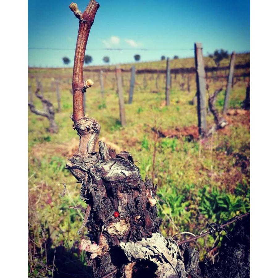 フォリアス・デ・バコ　 ウィヴォ　アンフォラ　2021／UIVO CURTIDO　2021 |  | 07