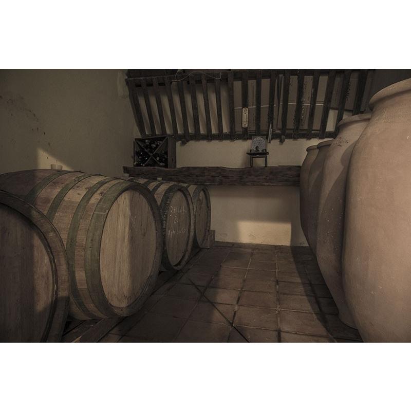 ソット・イル・ノーチェ　トリファルコ　2023／SOTTO　IL　NOCE 　TRIFALCO |  | 07