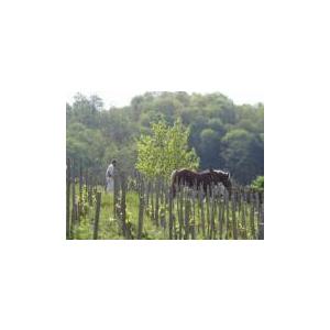 ステファン・ティソ　クレマン・デュ・ジュラ　ロゼ／CREMANT DU JURA ROSE |  | 04