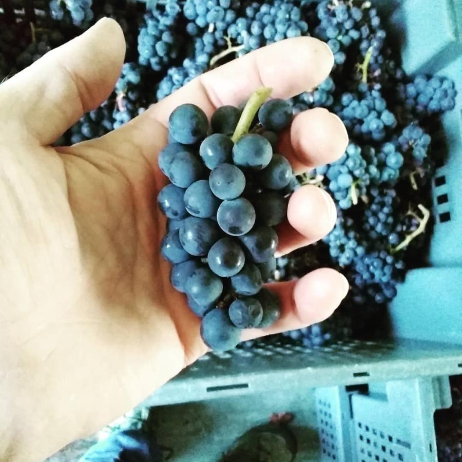 ドメーヌ・ド・ラ・ロズレー　ブルゴーニュ・オート・コート・ド・ボーヌ　ジムノポディ 2021／DOMAINE DE LA ROSERAIE 　BOURGOGNE HAUTES-COTES DE BEAUNE |  | 02