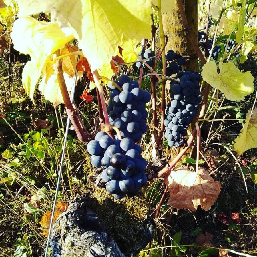 ドメーヌ・ド・ラ・ロズレー　ブルゴーニュ・オート・コート・ド・ボーヌ　ジムノポディ 2021／DOMAINE DE LA ROSERAIE 　BOURGOGNE HAUTES-COTES DE BEAUNE |  | 03