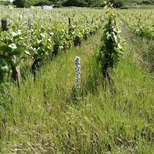 ドメーヌ・ド・ラ・ロズレー　ブルゴーニュ・オート・コート・ド・ボーヌ　ジムノポディ 2021／DOMAINE DE LA ROSERAIE 　BOURGOGNE HAUTES-COTES DE BEAUNE |  | 06