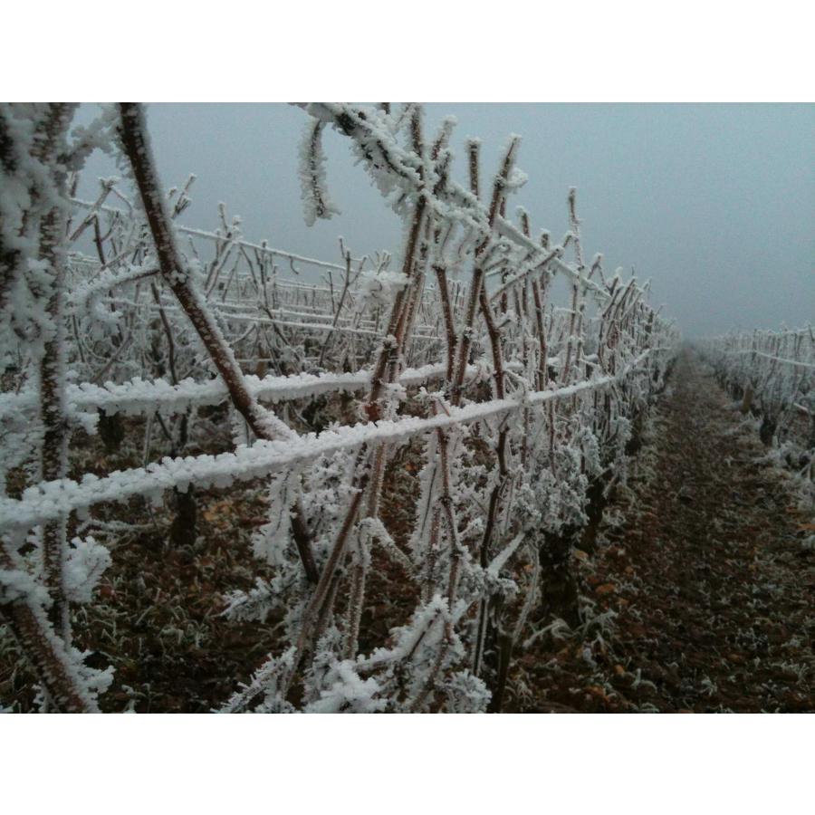 ドメーヌ・ド・ラ・ロズレー　ブルゴーニュ・オート・コート・ド・ボーヌ　ジムノポディ 2021／DOMAINE DE LA ROSERAIE 　BOURGOGNE HAUTES-COTES DE BEAUNE |  | 08