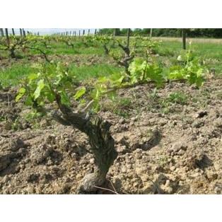 ラングロール4本セットA　送料無料　クール便代別途（離島はのぞく） |  | 03