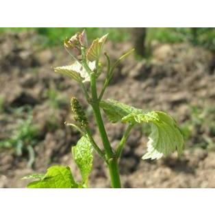 ラングロール4本セットA　送料無料　クール便代別途（離島はのぞく） |  | 04