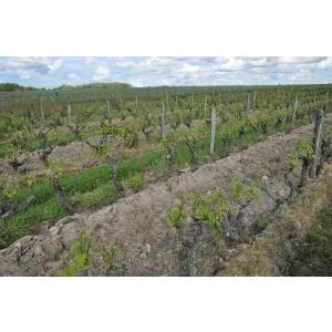 ラングロール4本セットA　送料無料　クール便代別途（離島はのぞく） |  | 05