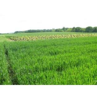 ラングロール4本セットA　送料無料　クール便代別途（離島はのぞく） |  | 06