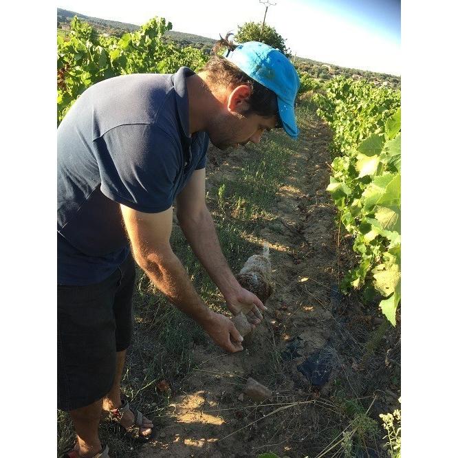 ヴァランタン・ヴァルス　カーディナル　2021／QUEUE DE PY EN FUTS　VALENTIN VALLES |  | 01