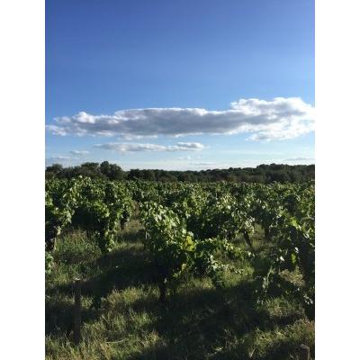 ドメーヌ・デ・ザミエル　スー・ル・マントー　オレンジ　2020／DOMAINE　DES　AMIEL 　SOUS LE MANTEAU　ORANGE　2020 |  | 02