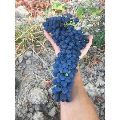 ジョエ・シャンドリエ　ノウウィー　2023／JOECHANDELIER NOWY |  | 02