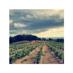 バレナイア　ビアンコ　20210／BALENAIA BIANCO(オレンジ) |  | 03