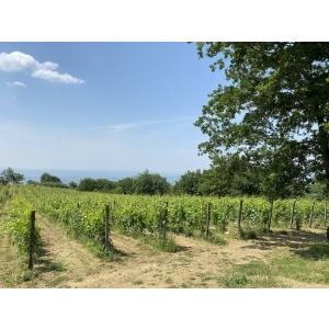 バレナイア　ビアンコ　20210／BALENAIA BIANCO(オレンジ) |  | 04