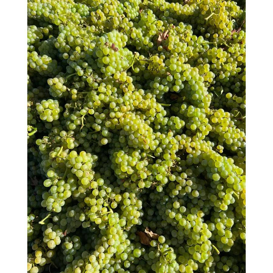 カサ・デ・ウコ　サルヴァヘ　オルガニコ　カベルネ・フラン　2021／CASA DE UCO　SALVAJE ORGANICO CABERNET FRANC |  | 04