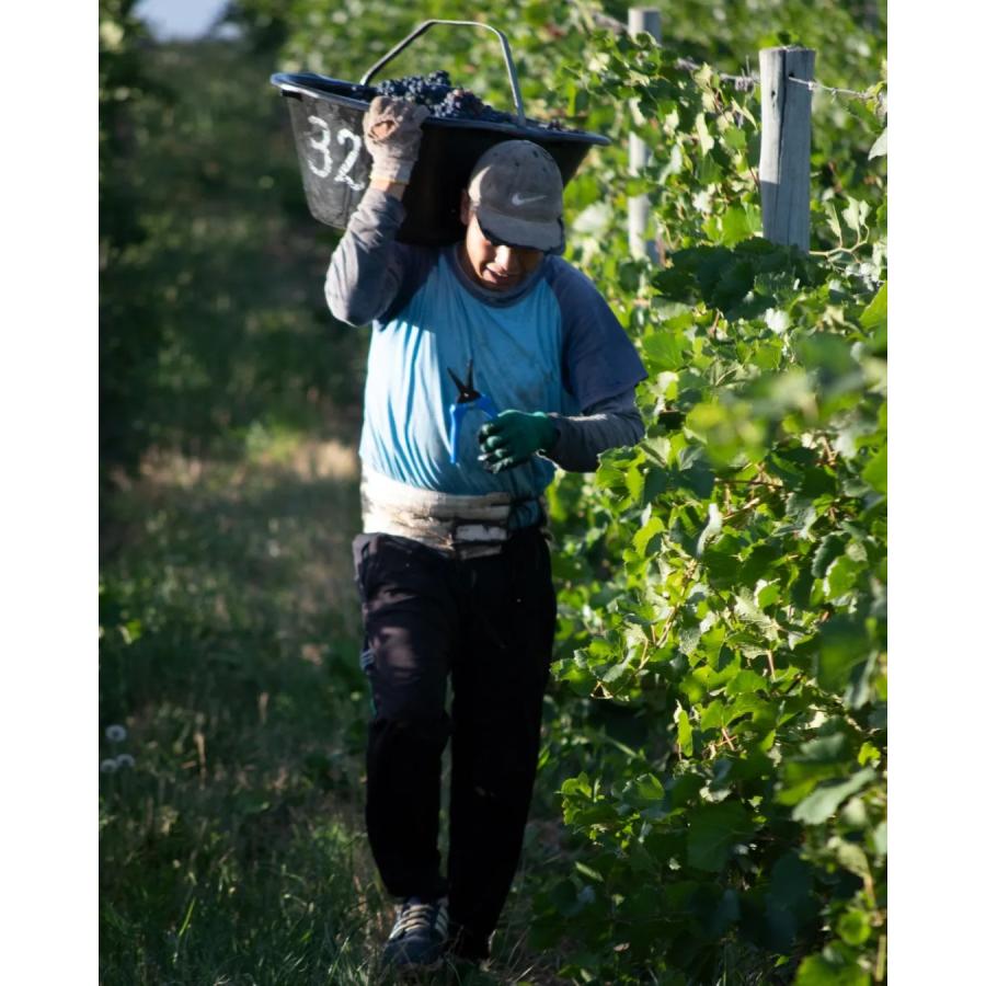 カサ・デ・ウコ　サルヴァヘ　オルガニコ　カベルネ・フラン　2021／CASA DE UCO　SALVAJE ORGANICO CABERNET FRANC |  | 06