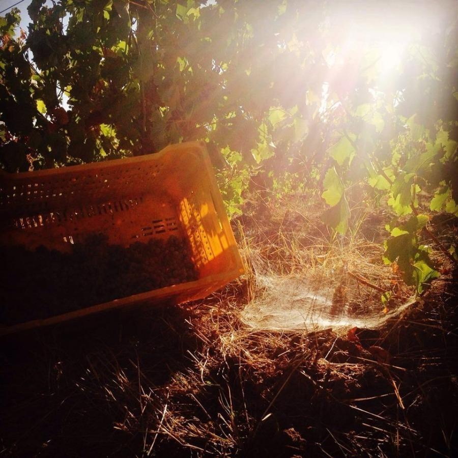 カサ・デ・ウコ　サルヴァヘ　オルガニコ　カベルネ・フラン　2021／CASA DE UCO　SALVAJE ORGANICO CABERNET FRANC |  | 07