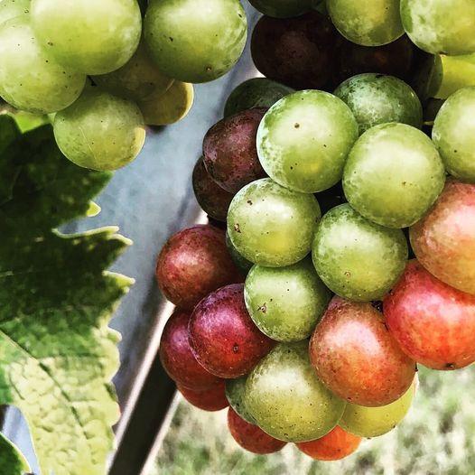 ケメトナー　グリューナー・ヴェルトリーナー カンプタール DAC　2023／WEINGUT KEMETNER　GTUNER VELTLINER KANPTAL |  | 02