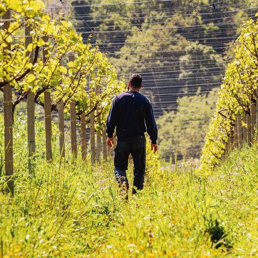 トッロ　モンテプルチアーノ ビオディナミコ 2019／TOLLO MONTEPULCIANO BIODINAMICO |  | 04