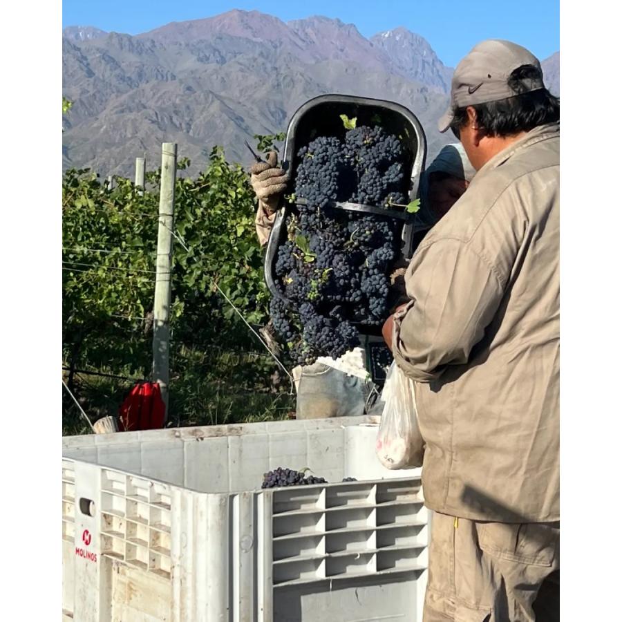 カサ・デ・ウコ　サルヴァヘ　スキンコンタクト　2021／CASA DE UCO　SALVAJE SKIN CONTACT |  | 02