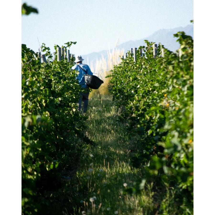 カサ・デ・ウコ　サルヴァヘ　スキンコンタクト　2021／CASA DE UCO　SALVAJE SKIN CONTACT |  | 05