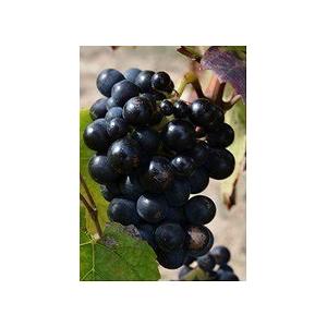 クリストフ・パカレ　ピノ・ノワールBIB 2024 【5リットル】／CHRISTOPHE PACALET　Pinot Noir  BIB |  | 03