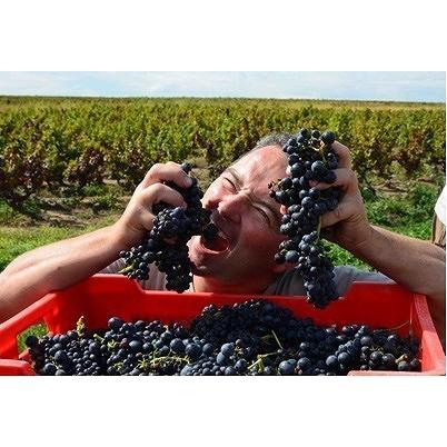 クリストフ・パカレ　ピノ・ノワールBIB 2024 【5リットル】／CHRISTOPHE PACALET　Pinot Noir  BIB |  | 04