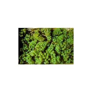 ステファン・ティソ　サヴァニャン・ウイエ　2020／SAVAGNIN OUILLE　2020 |  | 02