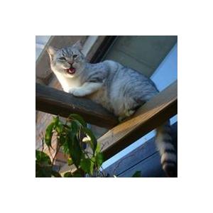 マリア・ボルトロッティ ファレスタ　ピニョレット　2022／FALESTAR　PIGNOLETO |  | 03