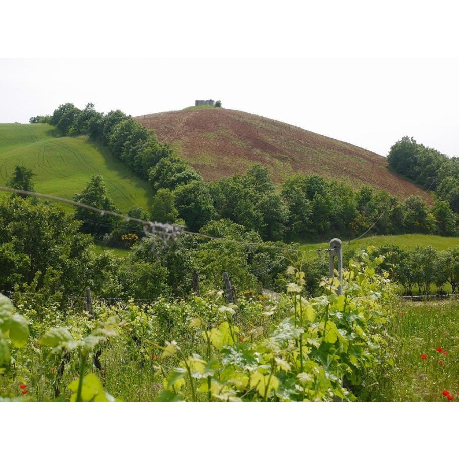 ラ・マリオーザ サチュルニア　ビアンコ　2022/LA MALIOSA 　SATURNIA　ＢＩＡＮＣＯ |  | 04