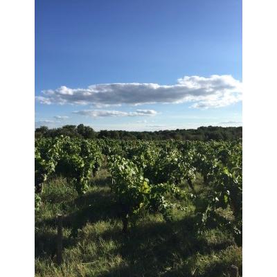 ロマン・セー　コトー・ブルギニョン・ルージュ　2022／ROMAIN C 　COTEAUX BOURGUIGNON ROUGE |  | 02