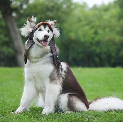 犬 帽子 ペット用ハット 熱中症 ドッグ キャップ 被り物 小型犬 中型犬 大型犬 小物 かっこいい おしゃれ かわいい 人気 1495 犬の服 犬用品 チロルペットストア 通販 Yahoo ショッピング