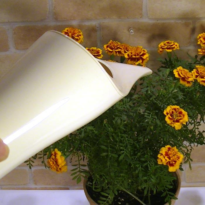 プラスチック おしゃれな 水差し ホワイト 0727-37　プレゼント ギフト | ブランド登録なし | 01