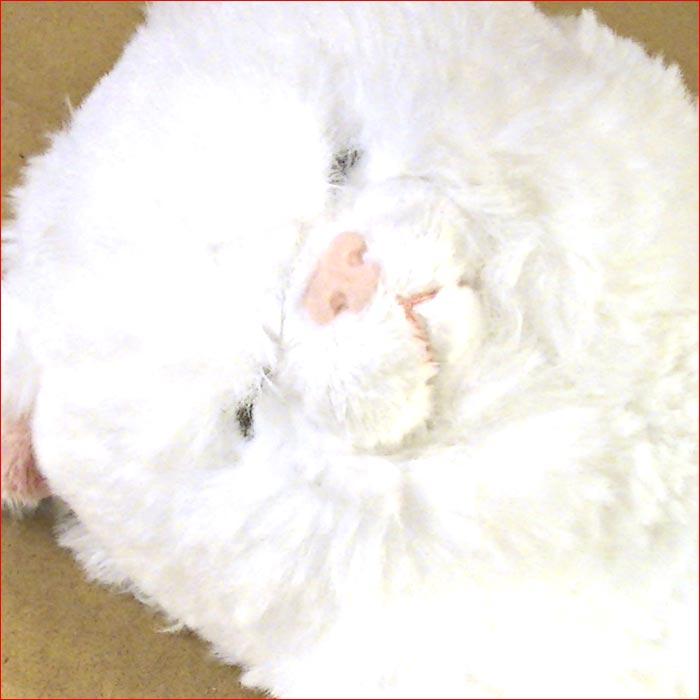ひざねこすやすや ぬいぐるみ[M]．ペルシャ猫 2429-16 |  | 01