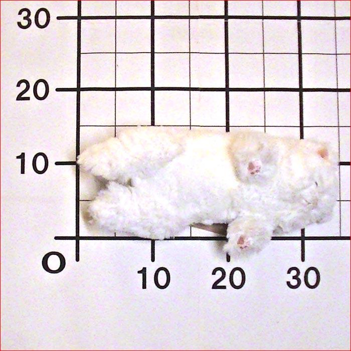ひざねこすやすや ぬいぐるみ[M]．ペルシャ猫 2429-16 |  | 06