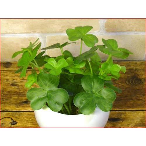 空気をきれいにする光触媒 フェイクグリーン クローバー 0918 22 半永久的に 消臭 空気清浄 抗菌 多肉植物 サボテン 0918 22 おしゃれ雑貨 Tkコレクション 通販 Yahoo ショッピング