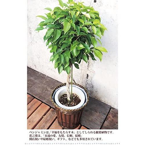 新品 フラワーキッチン 観葉植物 ベンジャミン Lサイズ 7号鉢 37o Tmガレージ Yahoo ショッピング店 通販 Yahoo ショッピング