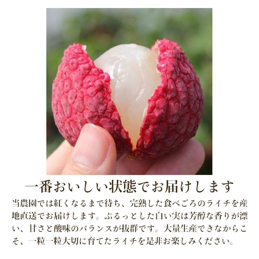 お中元 2024 ギフト ライチ トロピカルフルーツ 国産高級完熟