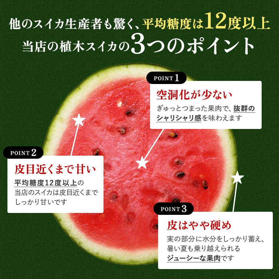 特秀 スイカ 熊本県植木産 4Lサイズ 9kg以上 1玉 産地直送 送料無料 フルーツギフト｜tms4｜03