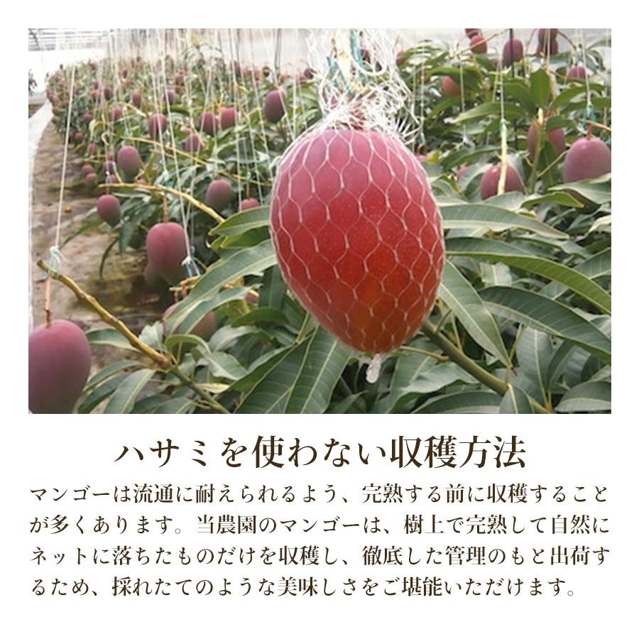 再入荷】 ふるさと納税 完熟 宮崎マンゴー 特秀 大玉4Lサイズ約600g 1