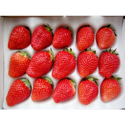とちあいか 2Lサイズ 30粒入り 贈答用2パック 栃木県真岡産 送料 とちあいか 2Lサイズ 30粒入り 贈答用2パック 栃木県真岡産 送料