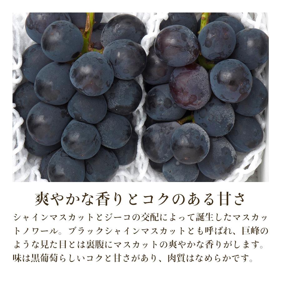 葡萄♣︎シャインマスカット実付き苗木 登録品種 マスカットノワールのセット宅急便 Amazon | ◇果樹苗木◇ ぶどう 【シャインマスカット ［登録品種