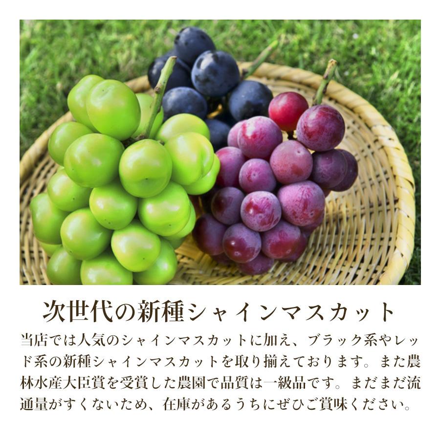 秀品 ブラックシャインマスカット マスカットノワール ぶどう