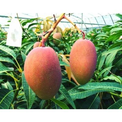 マンゴー フルーツ 完熟 沖縄マンゴー 秀品 1.8kg以上 4〜7玉 化粧箱入り 産地直送 送料無料 果物 お中元 ギフト 商品到着後