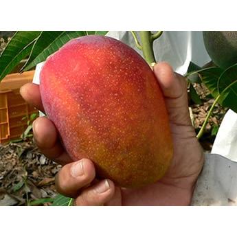 マンゴー フルーツ 完熟 沖縄マンゴー 秀品 1.8kg以上 4〜7玉 化粧箱入り 産地直送 送料無料 果物 お中元 ギフト 商品到着後