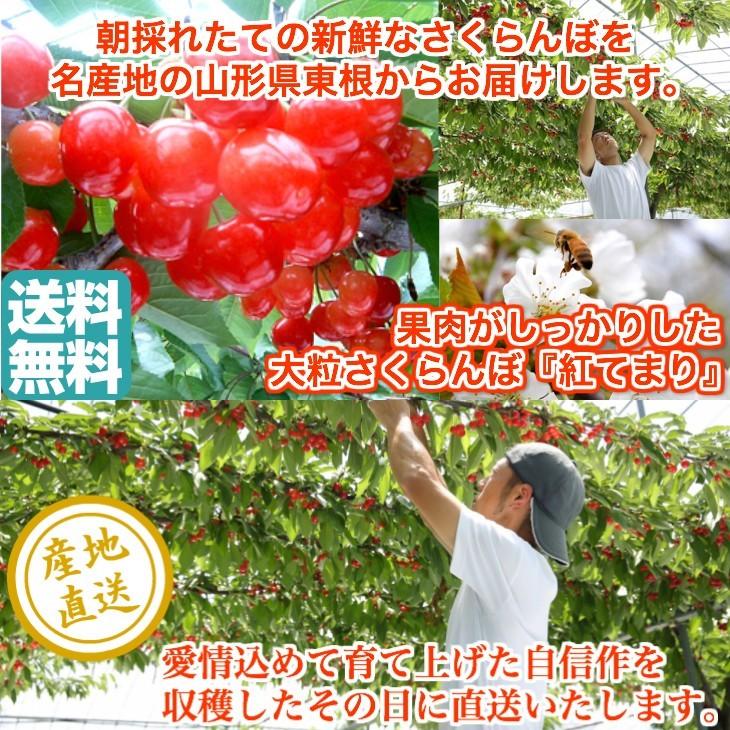 さくらんぼ 紅てまり フルーツ L〜2Lサイズ バラ詰め 1000g箱 山形県東根産 送料無料 お中元 御中元 ギフト｜tms4｜03