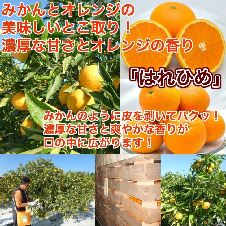 はれひめ 静岡県産 産地直送 送料無料 家庭用3kg箱 みかん オレンジ 柑橘｜tms4｜02