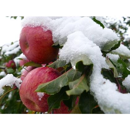 お歳暮 御歳暮 りんご フルーツ サンふじ 山形県和合産 蜜りんご 特選3kg箱8〜12個入り 産地直送 送料無料 ギフト 果物｜tms4｜02